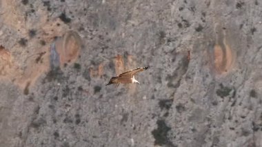 Bir akbaba, Gyps fulvus, İspanya, Alcoy 'da dikey bir kaya yüzeyine karşı uçar..
