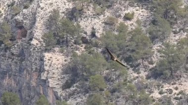 Bir griffon akbabası, Gyps fulvus, Alcoy, İspanya 'daki Cint vadisinin üzerinde uçar.