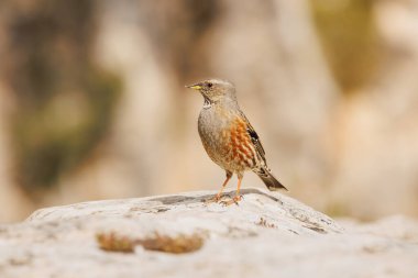 Alp Aktörü (Prunella collaris) İspanya 'nın Alcoy dağlarında kayalık zemine tünemiştir.