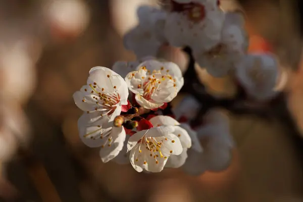 Vahşi kayısı çiçekleri, erik armeniaca, gölgeler arasında güneş ışığı banyosu, Alcoy, İspanya