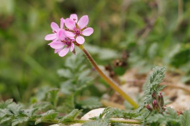 Bulanık bir geçmişi olan, çoban iğnesi Erodyum cicutarium çiçekleri, Alcoy, İspanya