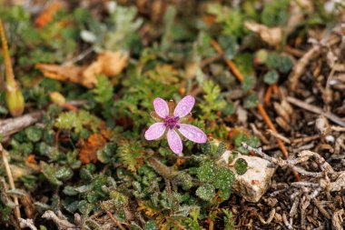 Yeşillik bitkisinin çiçeği çoban iğnesi doğal tıpta kullanılan Erodyum cicutaryum, Alcoy, İspanya