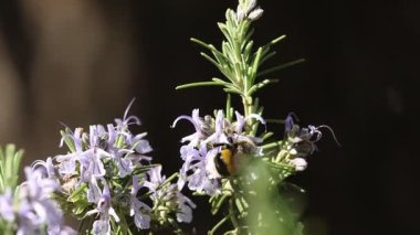 Bumblebee Bombası biberiye çiçekleri yiyip uçarken yürüyor Alcoy, İspanya