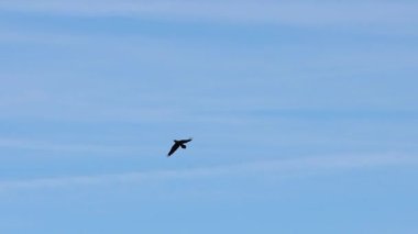Siyah karga Corvus koronu bulutlu mavi gökyüzünde uçuyor, Alcoy, İspanya