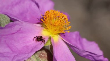Thomisidae yengeç örümceği kahvaltı için Cistus Albidus çiçeğinin üzerinde bekliyor, Alcoy, İspanya