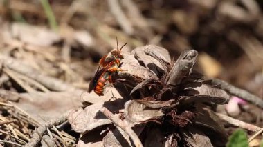 Kırmızı yalnız arı Rhodanthidium sticticum bir kozalağa tünedi ve uçup gitti, Alcoy, İspanya