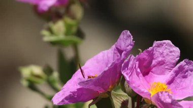 Kırmızı arı Rhodanthidium sticticum Cistus albidus çiçeğinin içinden uçar, Alcoy, İspanya