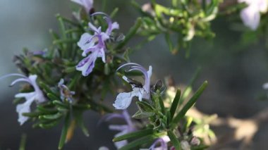 Küçük Phthiria, biberiye çiçekleriyle besleniyor. Alkolik, İspanya