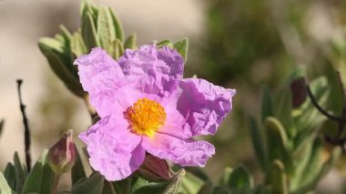 Rüzgarda sallanan kayalık güllerinin (Cistus albidus) yakın çekimi, Alcoy, İspanya