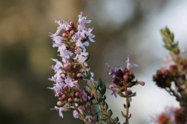 Sierra de Mariola Doğal Parkı, Alcoy, İspanya 'daki Thymus vulgaris kekik bitkisine yakın çekim