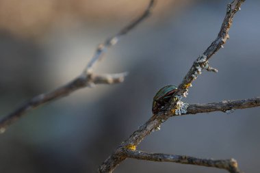 Rosemary Beetle Chrysolina Americana, Alcoy, İspanya 'da ölü bir dalda