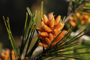 İlkbaharda çam tohumlarının üzerinde şafak, Alcoy, İspanya