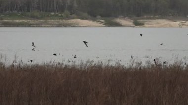 Bir kırlangıç sürüsü Beniarres rezervuarındaki böcekleri avlamak için İspanya 'ya uçar..