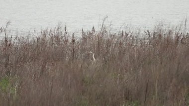 Beniarres rezervuarının kıyısındaki çalılıklarda avlanmak için saklanan gri bir balıkçıl..