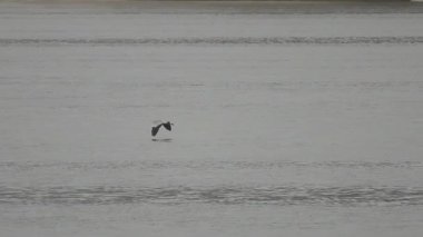 Bulutlu bir günde bulutlu bir günde, İspanya 'da Beniarres rezervuarının üzerinde gri bir balıkçıl uçar..