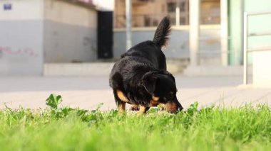 Bir Lancashire Heeler köpeği Alcoy, İspanya 'da sabah yürüyüşü sırasında şehir parkındaki çimenleri kokluyor..