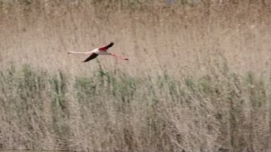 Büyük flamingo Phoenicopterus gülü İspanya 'nın El Hondo Doğal Parkı' nda bir sazlığa karşı uçuyor.