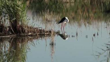 Kara kanatlı stilt (Himantopus himantopus) İspanya 'nın El Hondo doğal parkında doğal ışık ve suda yansıma ile canlanır.