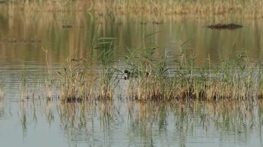 Kırmızı topuzlu Coot (Fulica cristata), İspanya 'nın El Hondo Doğal Parkı' ndaki suda yansıyan siyah kanatlı ayaklıkların yanında sabah sazlıklarda yüzer..