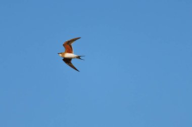 Genel yakalı pratincole Glareola pratincola mavi gökyüzünde ve negatif alanda uçuyor, El Hondo Doğal Parkı, İspanya