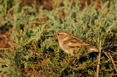 Kadın Serçe Almajo (Suaeda vera) yiyor, El Hondo Doğal Parkı, İspanya