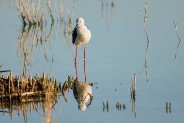 İspanya 'nın El Hondo Doğal Parkı' nın sularında yansıyan siyah kanatlı stilt (Himantopus himantopus)