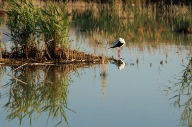 Siyah kanatlı Stilt 'in (Himantopus himantopus) doğal yaşam alanı yansımaları ve sabah ışığı ile, El Hondo Doğal Parkı, İspanya