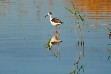 Siyah kanatlı stilt Himantopus himantopus yansımaları ile su üzerinde yürüyen El Hondo Doğal Parkı, İspanya