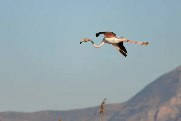 Flamingo Phoenicopterus gülü sabah saatlerinde İspanya 'daki El Hondo Doğal Parkı' nda uçuyor.