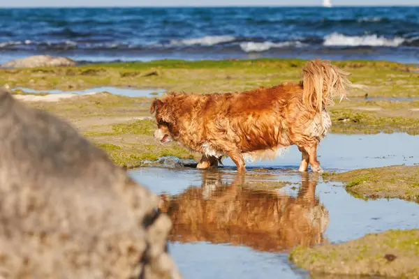 Yaşlı turuncu köpek sahildeki su birikintisinde oynuyor. Yansımalı, Alicante, İspanya.