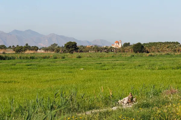İspanya 'nın San Felipe Neri kasabası yakınlarındaki yeşil ekin tarlalarıyla tarım manzarası