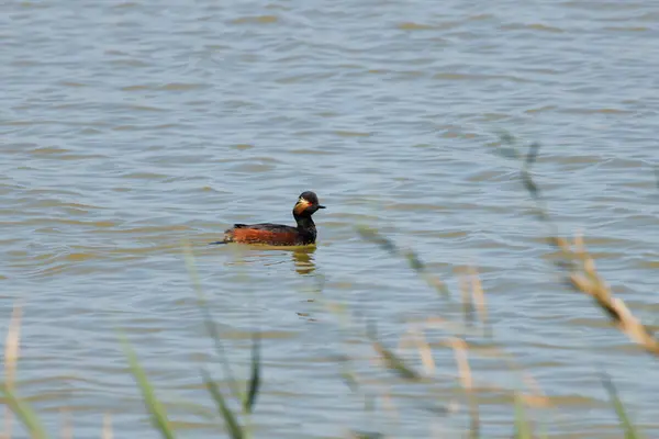 Siyah boyunlu Grebe Podiceps nigricollis doğal yaşam alanı olan El Hondo Doğal Parkı 'nda kuş tüyü yetiştiriyor.