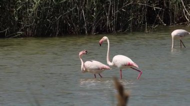 Büyük Flamingo Phoenicopterus gülü, El Hondo Doğal Parkı, İspanya