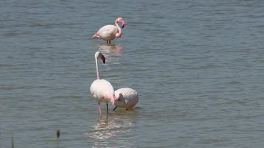 Büyük flamingo Phoenicopterus gülü kur yaparken dişiyi kovalıyor, El Hondo Doğal Parkı, İspanya
