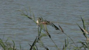 İspanya 'nın El Hondo Doğal Parkı' nda tüy yetiştirme konusunda Büyük Tepe, Podiceps kriteri..