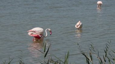 Bir çift flamingo (Phoenicopterus roseus) İspanya 'nın El Hondo Doğal Parkı' nda üremektedir.