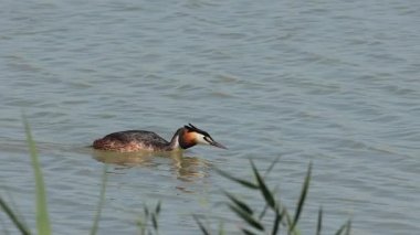 The Great Crested Grebe (Podiceps kristali), İspanya 'nın El Hondo Doğal Parkı' nda kırmızı ibikli bir Podiceps rufinasının geçişini izler.