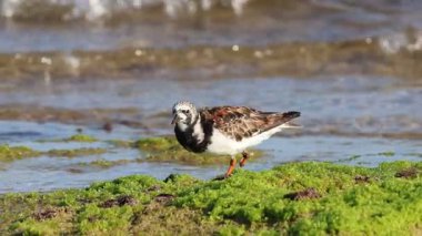 Turnstone Arenaria, kırık bir bacakla Akdeniz kıyısındaki alglerle kaplı bir kayadan yiyecek arayarak ve uçarak İspanya 'nın Alicante bölgesini yorumluyor.