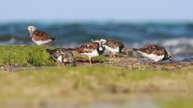 Bir grup Kum Gırtlak Turnstone (Arenaria yorumlar) yiyecek aramak için kayaları gagalarlar, Alicante, İspanya