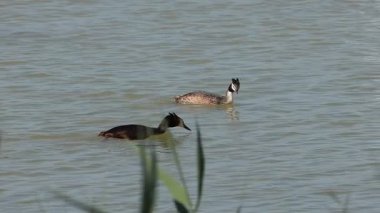 Bir çift büyük ibikli yunus (Podiceps kristali) İspanya 'nın El Hondo Doğal Parkı' nda küçük bir kur ritüeli gerçekleştirir..
