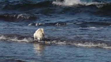 Küçük balıkçıl Egretta Garzetta bir balık avlar ve onu İspanya 'nın Alicante sahilinde yer.