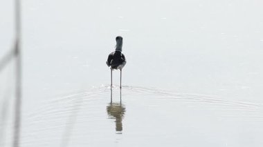 Siyah kanatlı stilt, Himantopus himantopus, arka ışıklandırma, yürüyüş ve yemek İspanya El Hondo Doğal Parkı 'nda