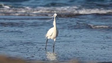 Küçük balıkçıl Egretta Garzetta avını kaçırdı ve aramaya devam ediyor, Alicante, İspanya