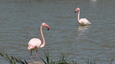 İki flamingo, Phoenicopterus gülü, doğal habitatlarında yürüyorlar, El Hondo Doğal Parkı, İspanya