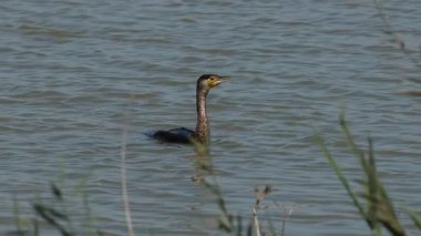 İspanya 'nın El Hondo Doğal Parkı' nda yüzen karabatak tüyleri.