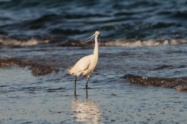 Akdeniz kıyısındaki küçük balıkçıl Egretta Garzetta. Rüzgâr, üreme tüylerini sallıyor. Alicante, İspanya.