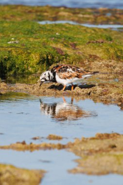 Turnstone Arenaria, İspanya 'nın Alicante kentinde bulunan su yosunları ve su yüzeyindeki yansımalarla yorumlar.