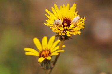 Reichardia tingitana bitkisinin sarı çiçeğinin üzerinde uyuyan iki salyangoz, Santa Pola, İspanya