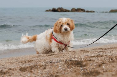 Köpek kumsalında yürürken kameraya bakan Cavachon köpeği Agua Amarga, Alicante, İspanya