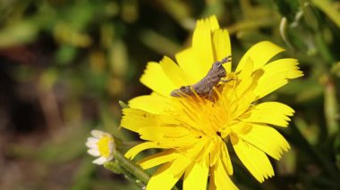 Çekirge perisi sıradan bir karahindibayı yiyor (Taraxacum officinale) çiçek yaprağı, Alcoy, İspanya